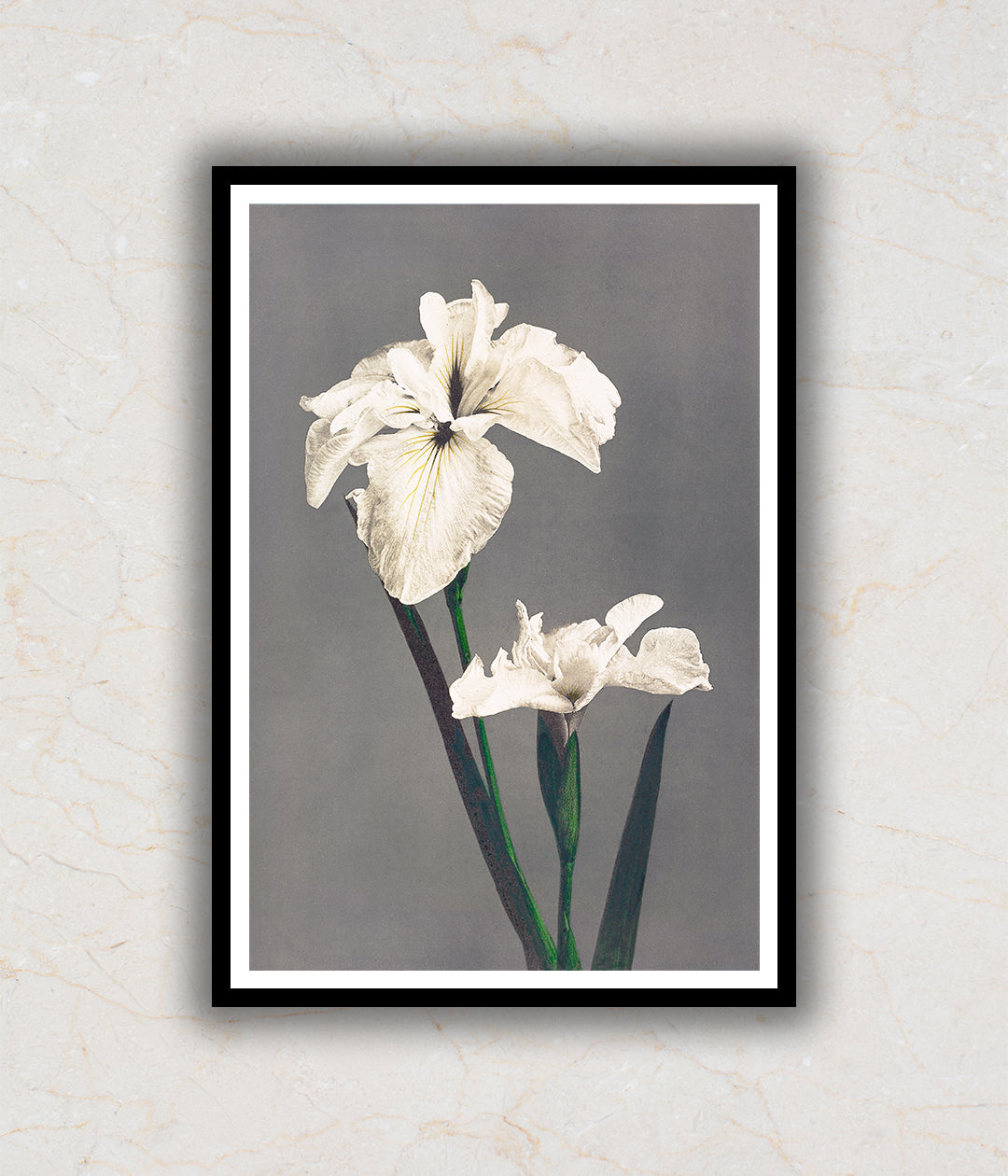 "White Iris Flower Painting by Ogawa Kazumasa"