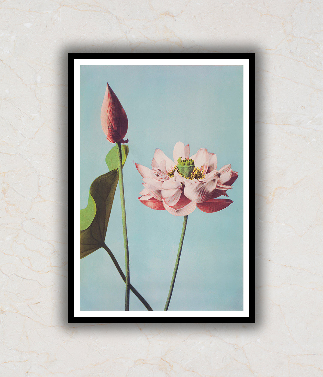 "Two Beautiful Lotus Flowers Painting by Ogawa Kazumasa"