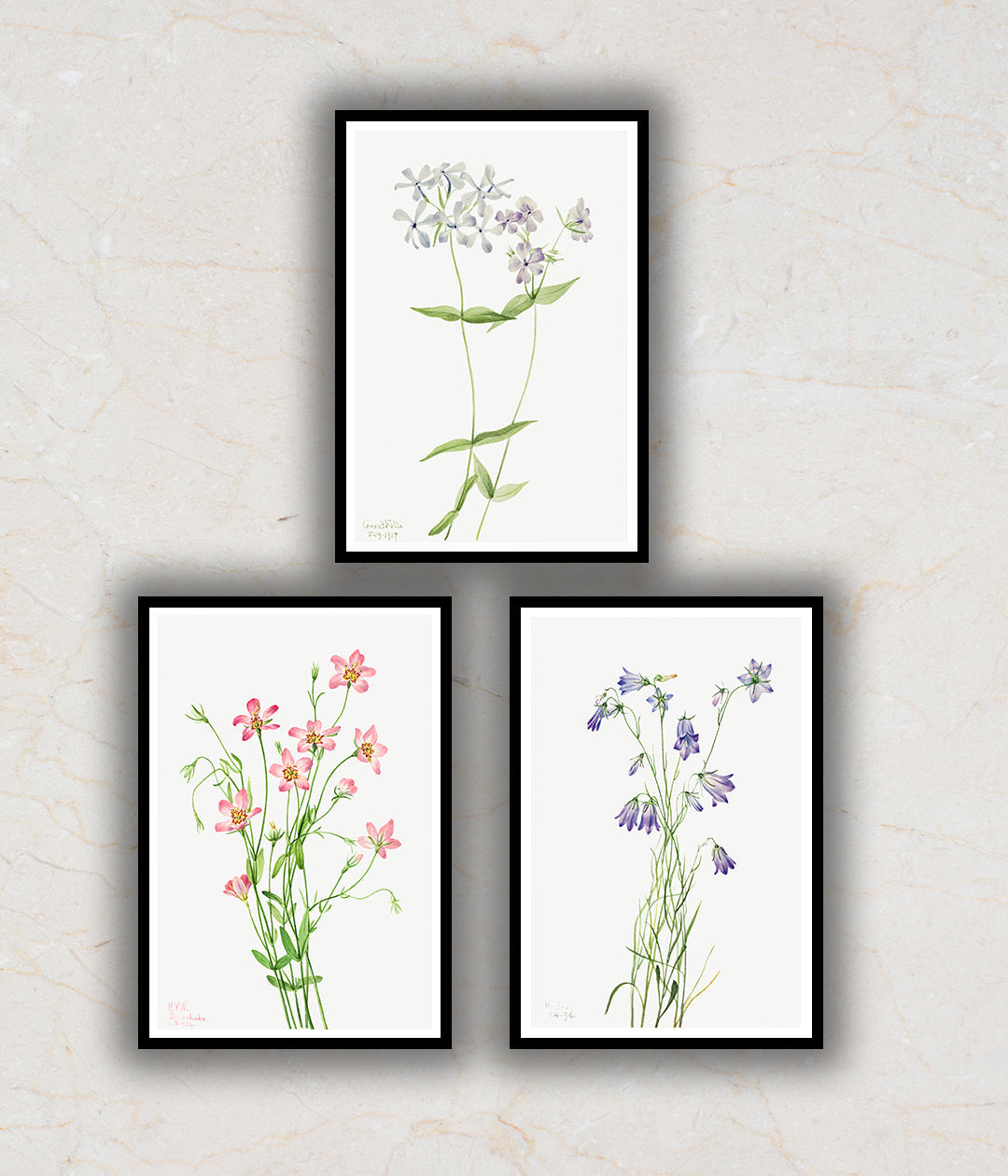"Wild Flowers Set of 3 Floral Paintings by Mary Vaux Walcott"