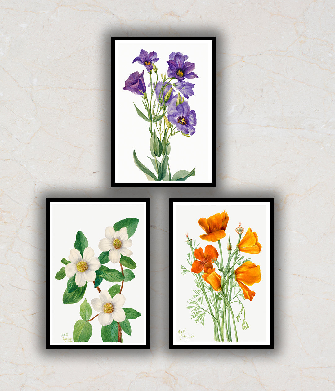 "Wild Flowers Set of 3 Floral Paintings by Mary Vaux Walcott"