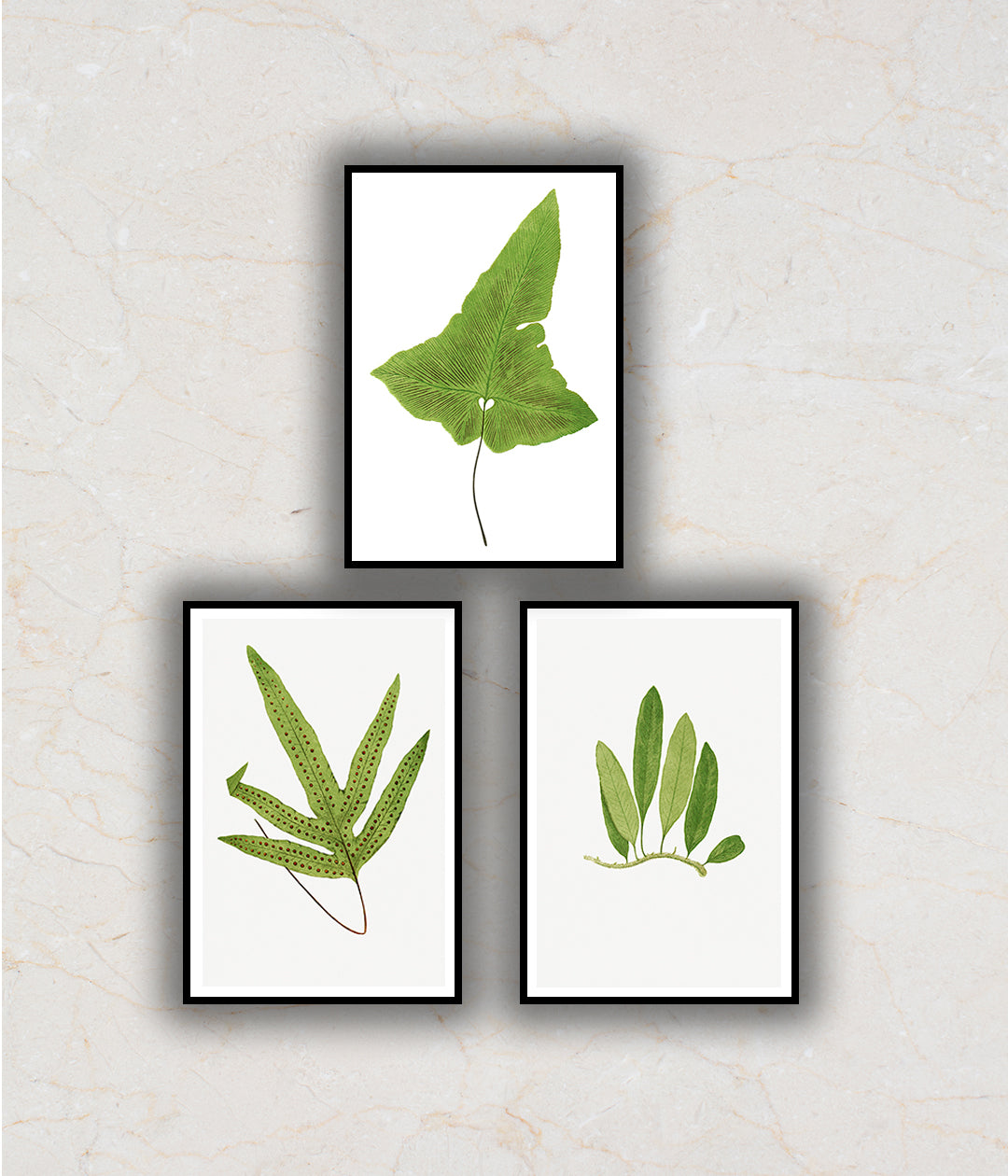 "Ferns Set of 3 Floral Paintings by Edward Lowe"