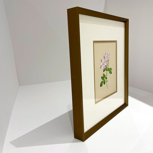 "Rosa Gallica Framed Floral Artwork Painting"