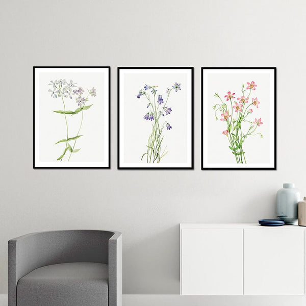 Wild Flowers Set of 3 Floral Paintings by Mary Vaux Walcott